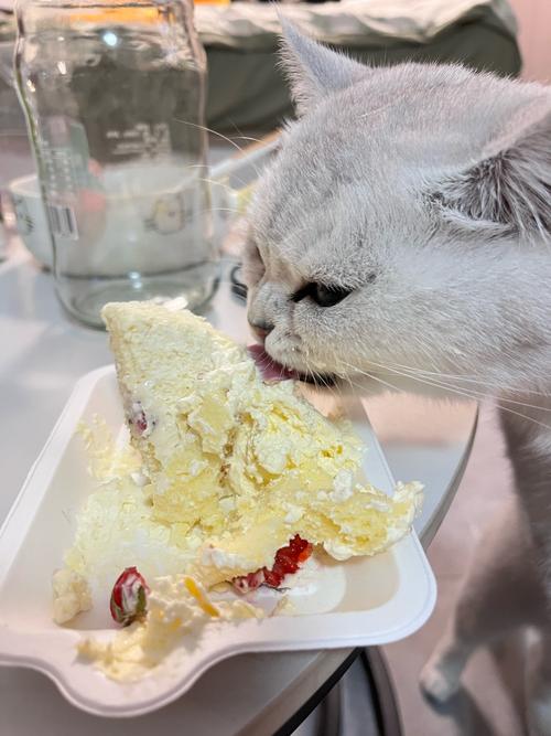 猫能吃奶油蛋糕吗