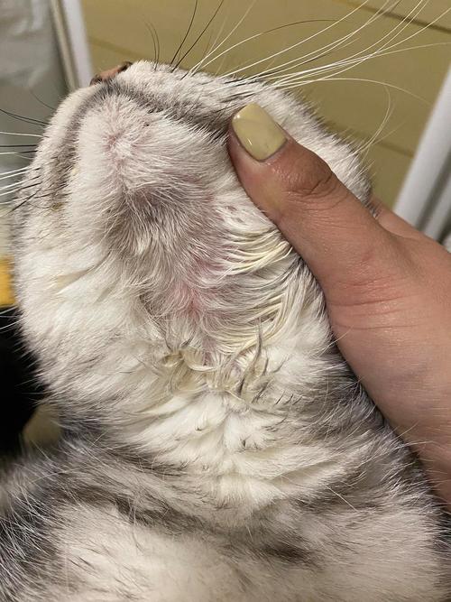 猫下巴肿了一个大包