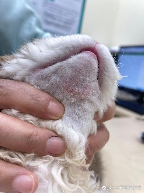 猫咪下巴摸到两个肉球