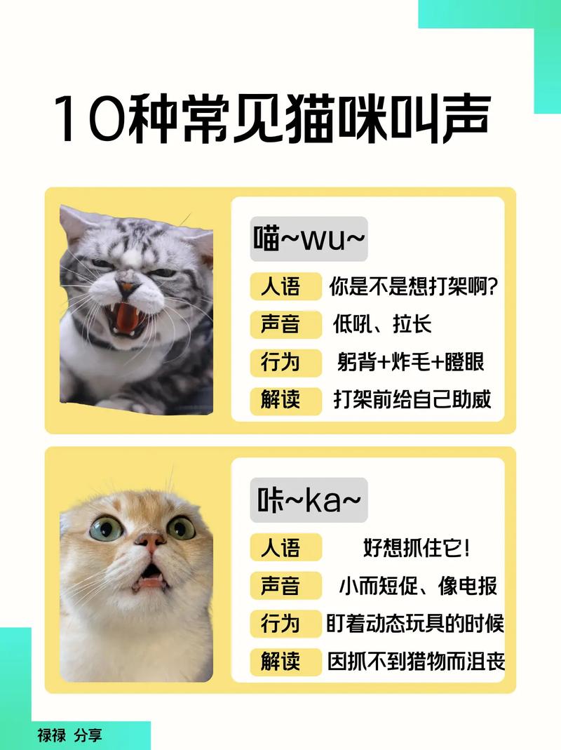 猫咪老是发出呜呜的声音怎么办?