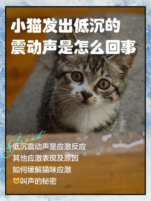猫咪发出低沉的呜呜声什么意思