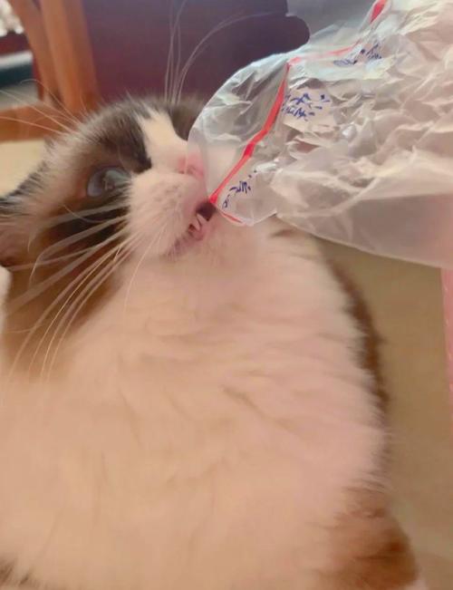 猫吃了塑料袋怎么办?