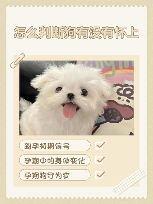 狗狗怀孕为什么贪睡