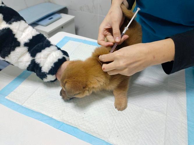 狗狗打疫苗前可以吃饭吗