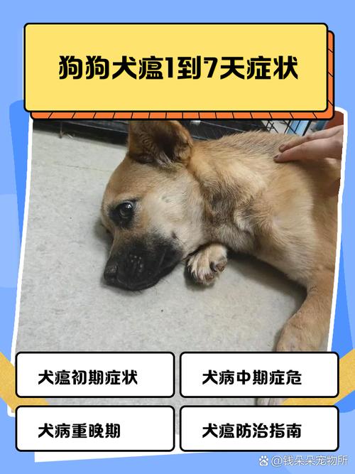 狗瘟是什么?犬瘟热会传染人吗?