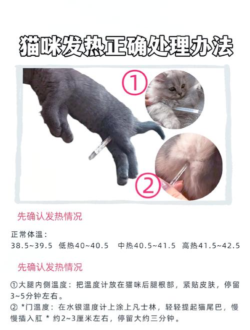 猫咪发烧的处理方法