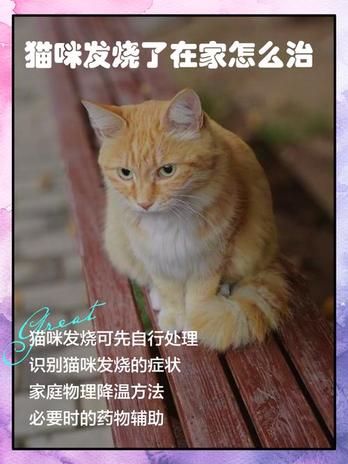 猫咪发烧可以吃什么药