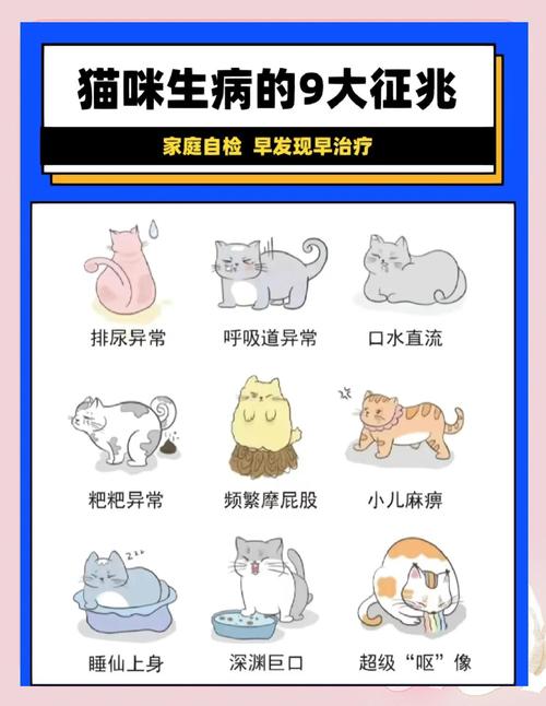 猫咪生病的几个征兆~多懂一点!