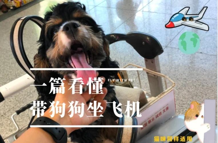 狗狗坐飞机怎么收费