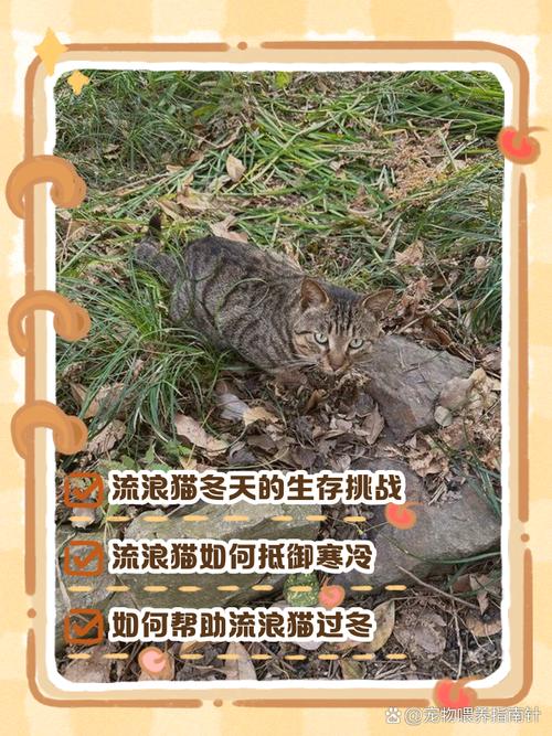 冬天猫咪会不会冻死