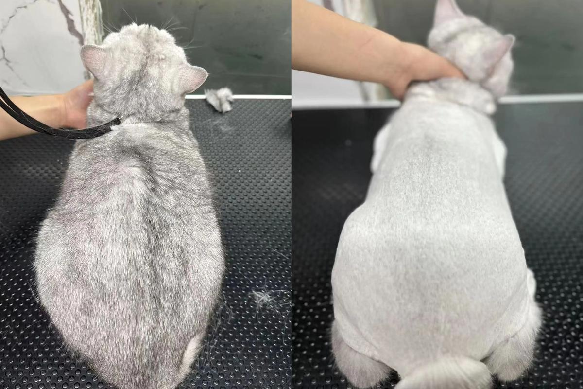 给猫咪剃毛好嘛
