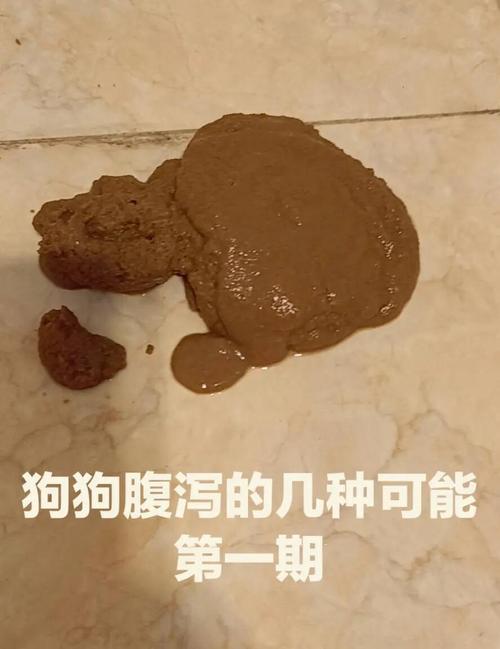 狗狗感冒拉稀