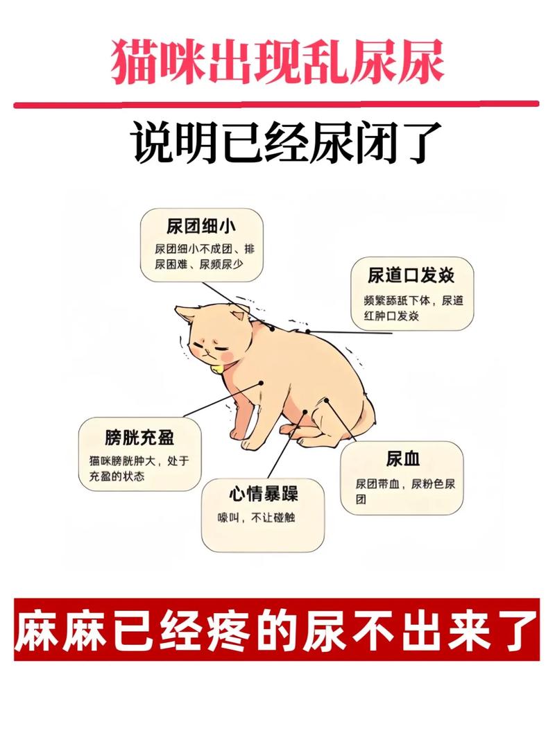 猫咪膀胱炎多久能好