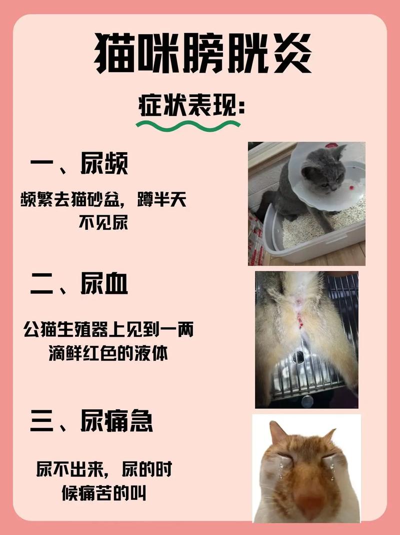 猫咪患有膀胱炎会死吗?