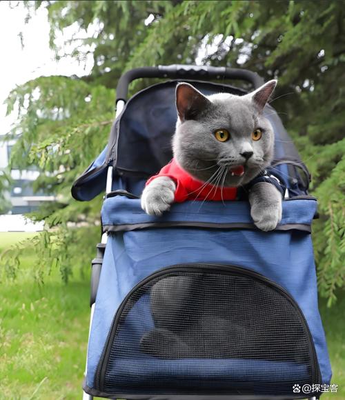 猫咪做火车能带吗?