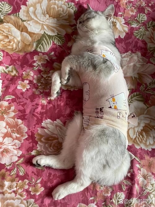 母猫绝育后几天脱手术衣