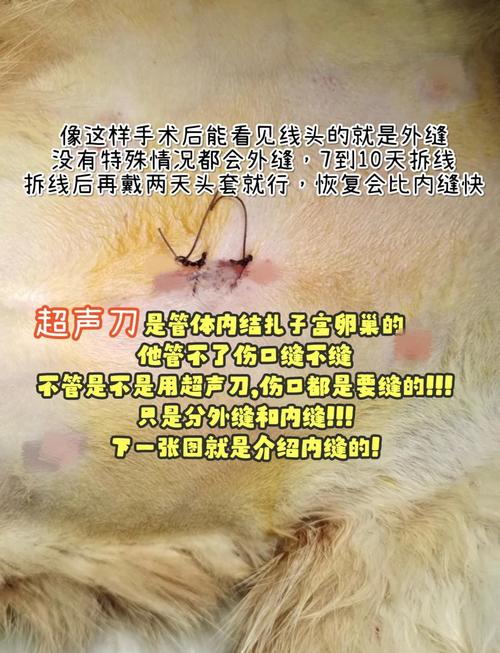 猫咪绝育后几天拆线