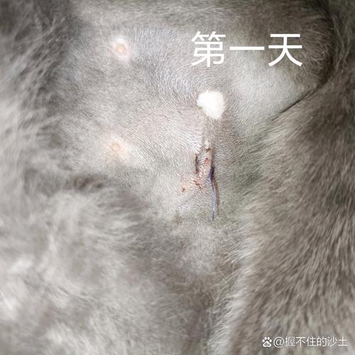 母猫绝育几天后拆线?