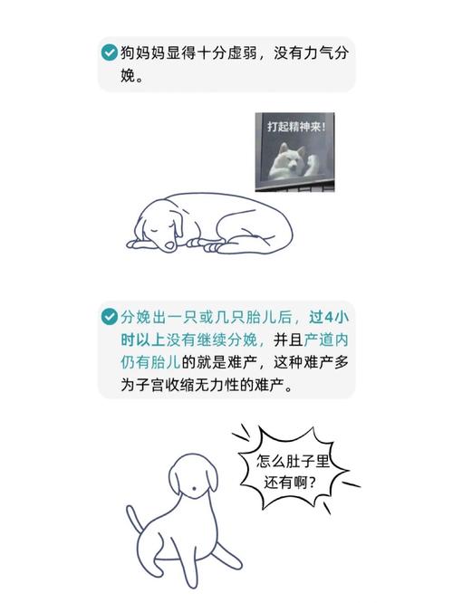 狗狗难产的表现