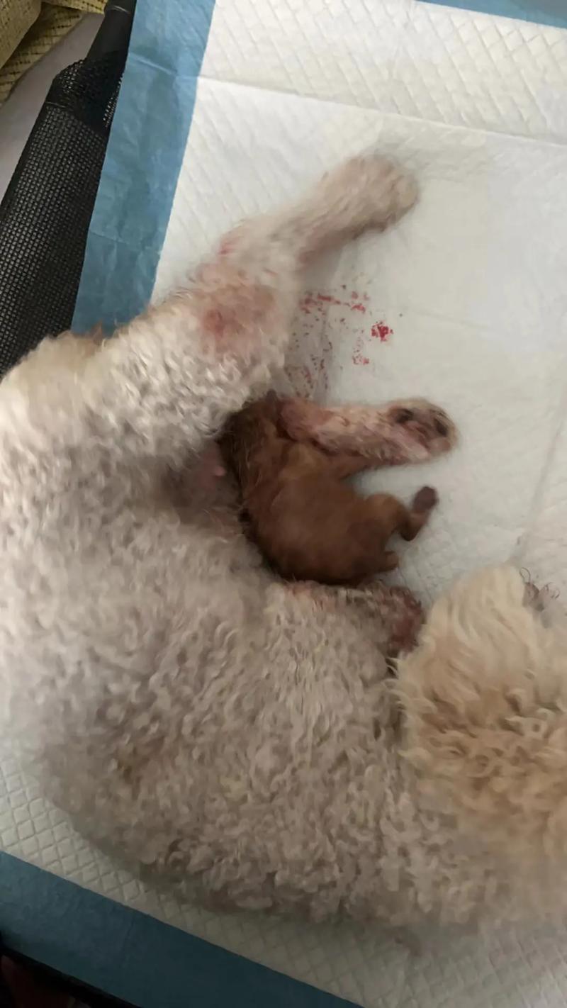 狗狗难产有哪些症状