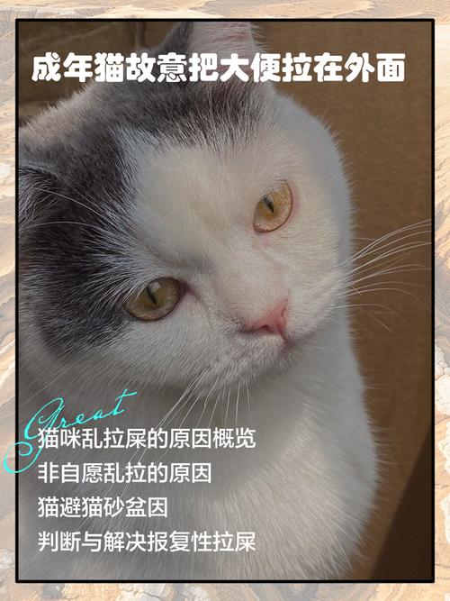 猫咪到处拉屎怎么办呢?