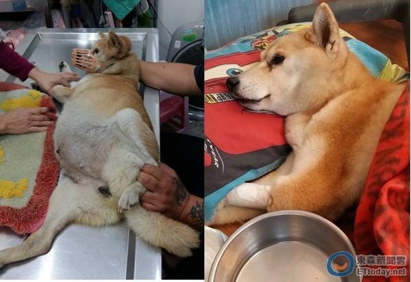 狗腹水是怎么引起的