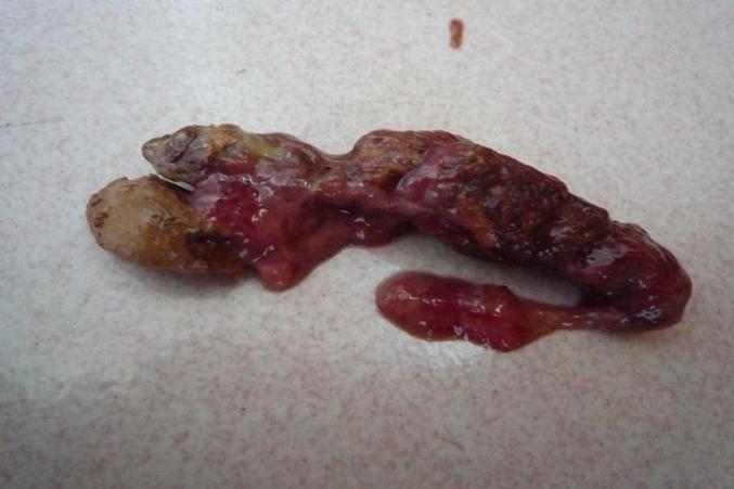 狗狗心脏引起的腹水怎么治疗