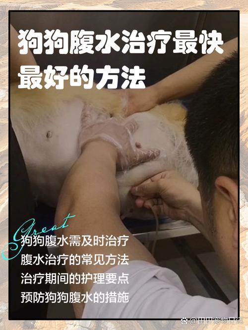 什么病会引起狗狗腹水