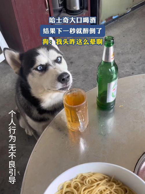 狗狗喝啤酒会怎么样?