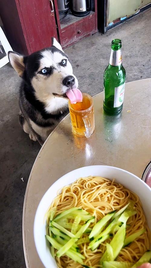 宠物狗喝了啤酒会怎么样?