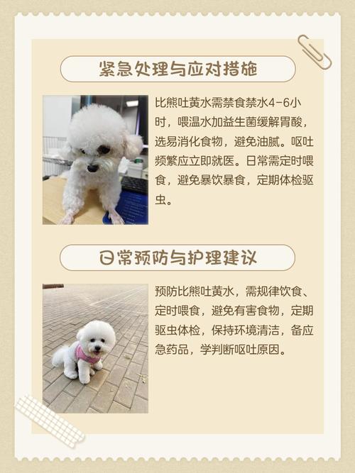 比熊狗狗没精神、吐黄水,拉稀怎么办