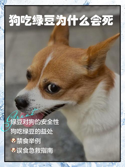 两个月的狗狗能吃绿豆饼吗?
