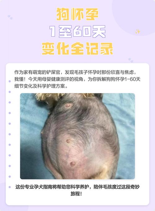 狗怀孕多少天能看出来