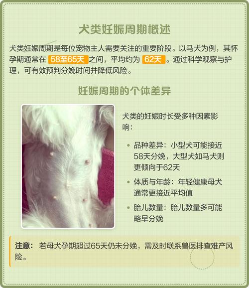 狗配完十二天了能看出来怀孕吗