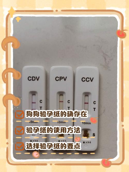 狗狗怀孕了使用验孕棒多久能测出来
