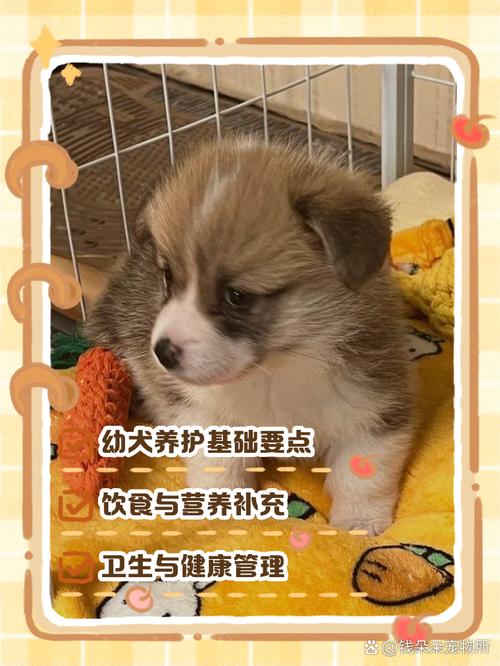 40多天的小狗狗吃什么