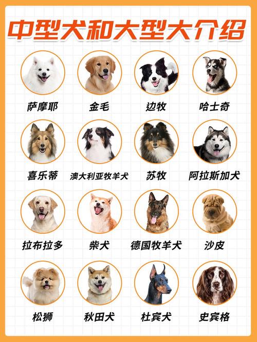 泰迪犬放养和圈养哪个更好呢