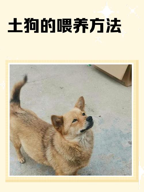 小狗是放养好还是圈养好