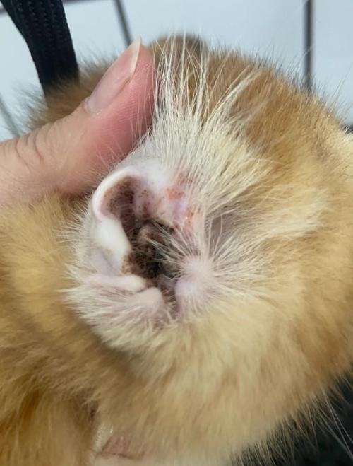 猫咪洗完耳朵后一直挠耳朵