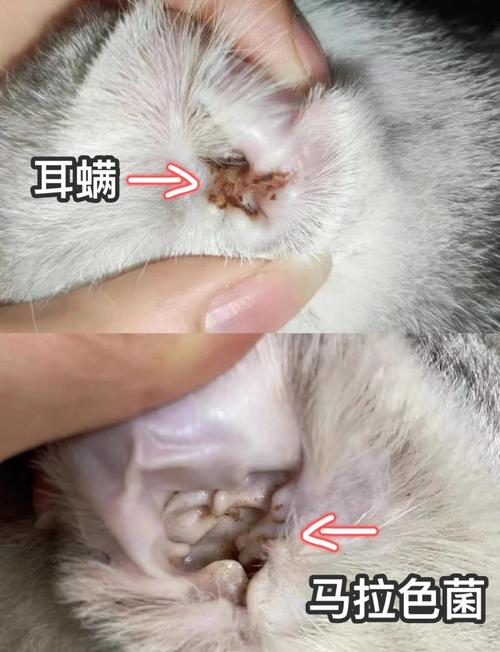 猫咪用完洗耳液为什么一直甩头挠耳朵?