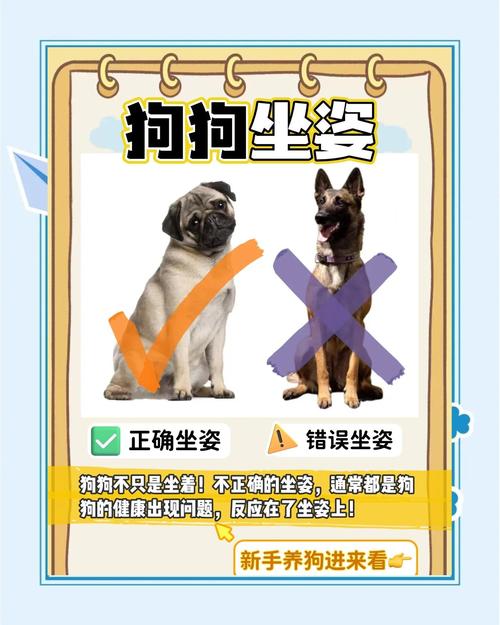 狗狗哪种坐姿不正常