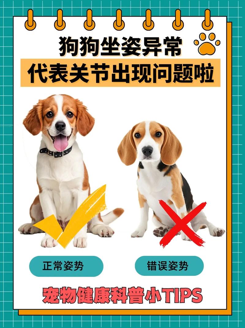 狗狗哪种坐姿需要重视