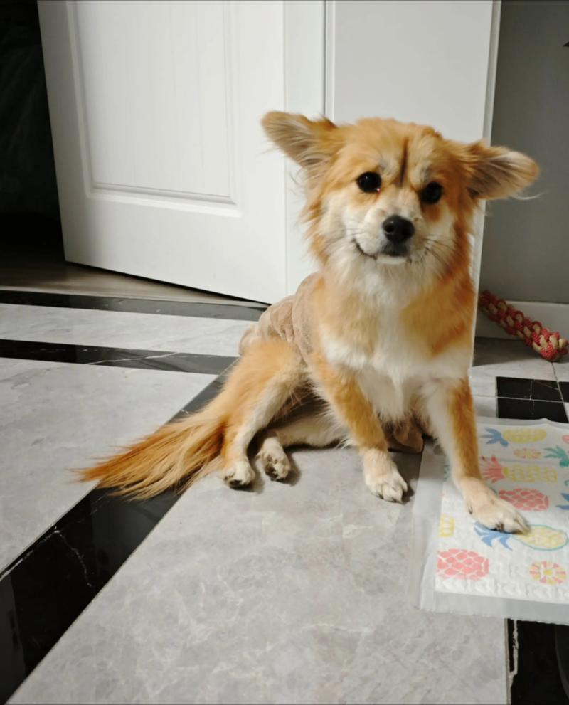 狗狗为什么要歪着坐着