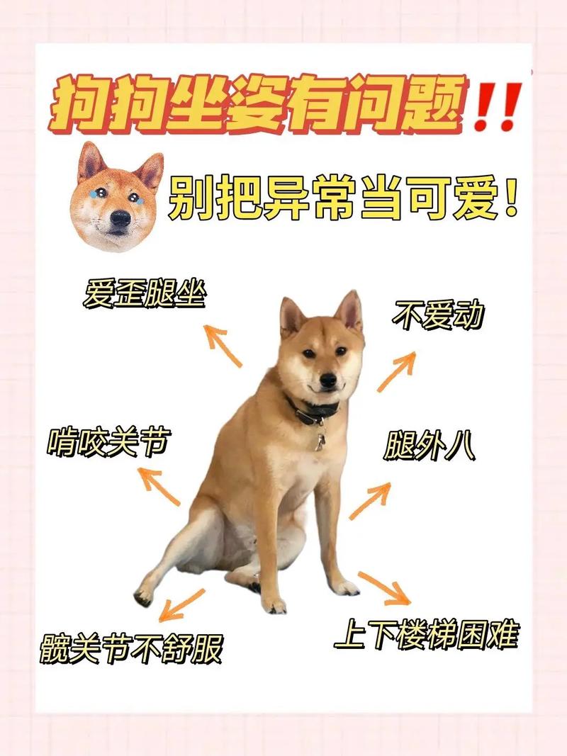 为什么狗狗总是斜着坐