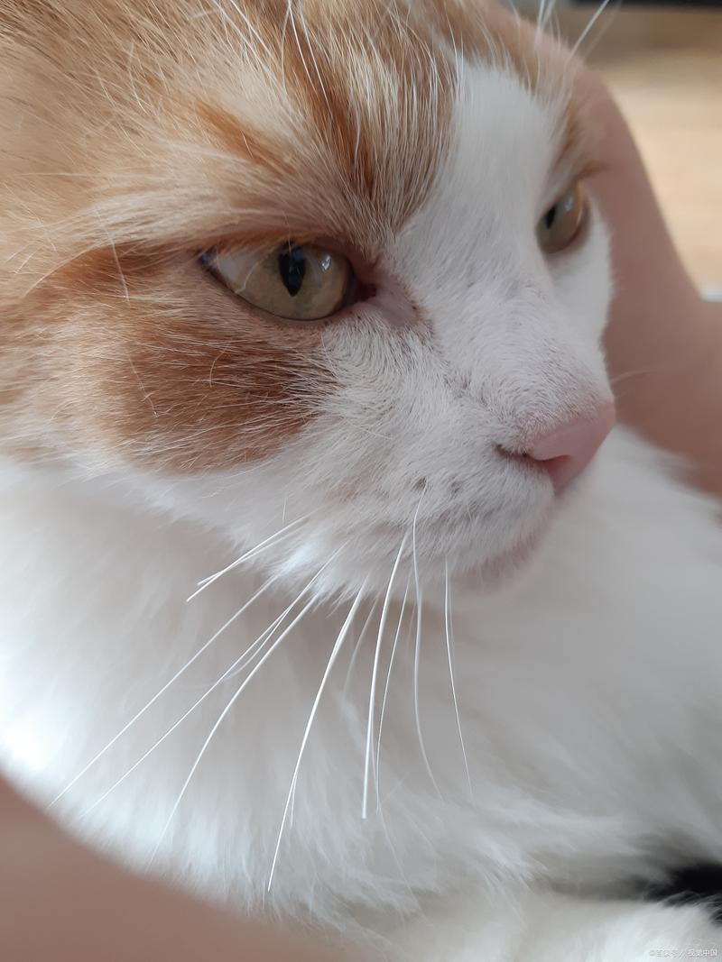 猫咪胡子被剪了会怎样