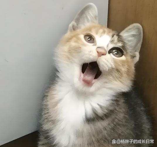 某种原因猫咪的胡子被剪掉了,怎么办?