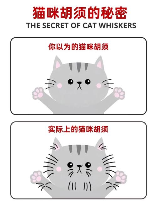 猫咪的胡须可以剪吗?