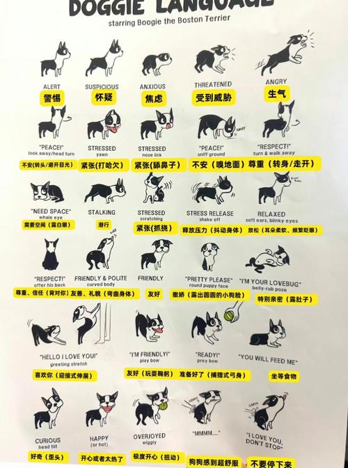 泰迪犬常见的6个“身体语言”