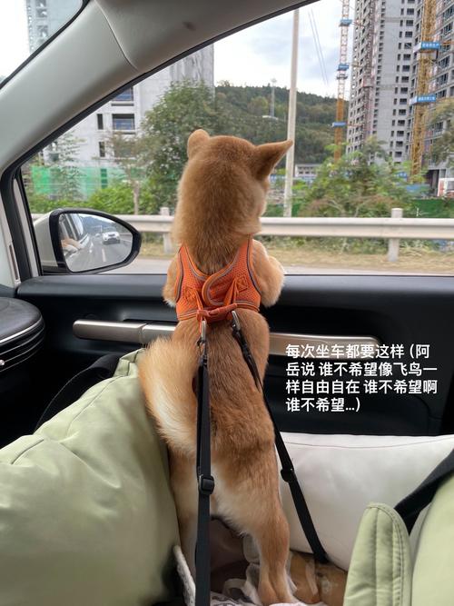 狗狗为什么撅着屁股