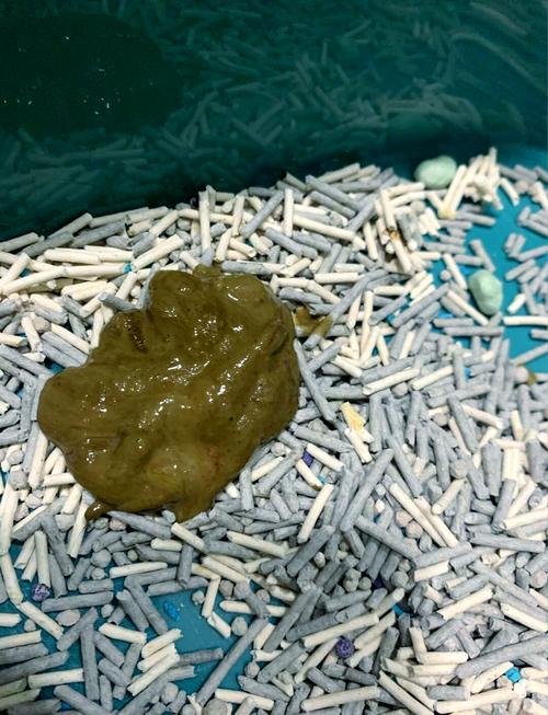 猫猫5个月了,突然不吃饭,口吐白沫,还拉稀,不能动了。怎麽办。